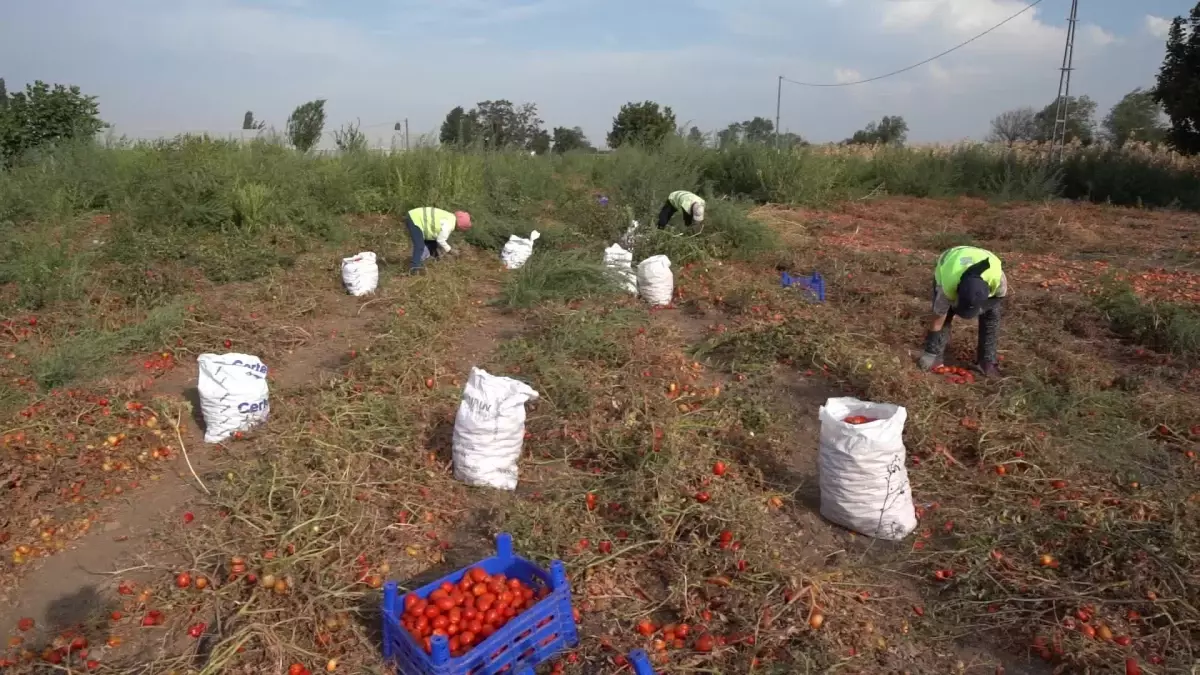 Balıkesirli çiftçi tarlada kalan domatesleri ihtiyaç sahiplerine bağışladı